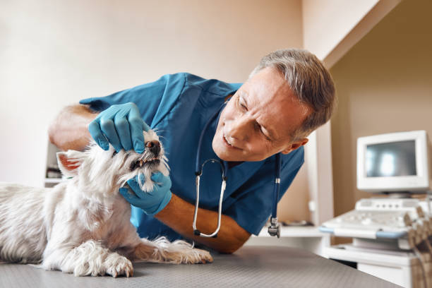 Best Emergency Dental Surgery in Lower Burrell, PA